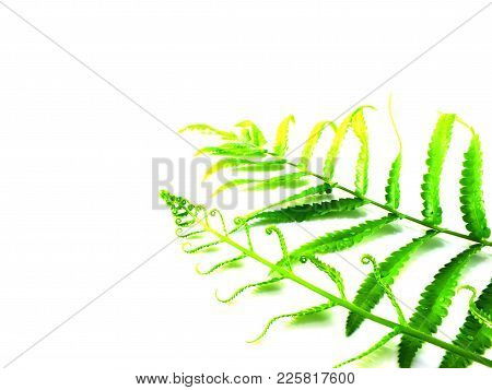 Green Fern Leaves On White Background