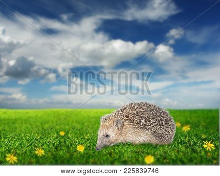 Hedgehog On The Meadow With Yellow Flowers