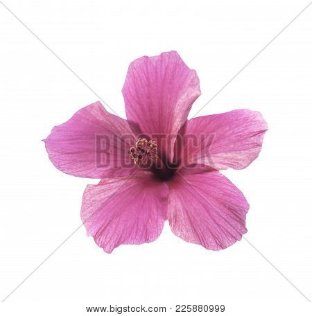 Pink Hibiscus Flower Isolated On White With Clipping Path