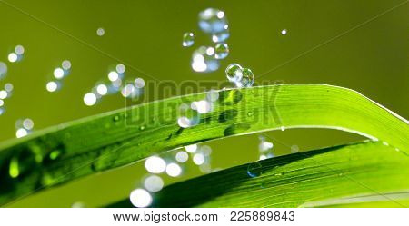 Waterdrops On Blade Of Grass