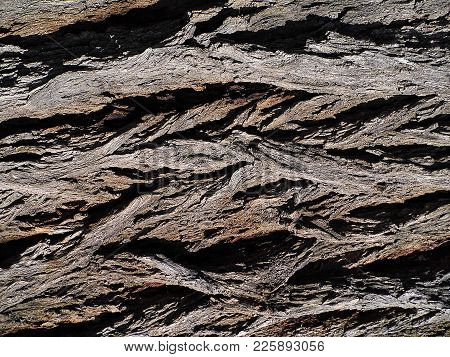 Interesting Tree Crust Paintings, Tree Crust Pattern Paintings,