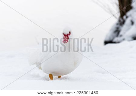 Muscovy Duck On The Snow Near Frozen Water