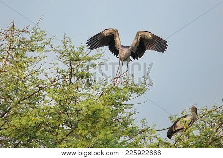 Asian Openbill Stork (anastomus Oscitans) In Keoladeo Ghana National Park, Bharatpur, India. The Par