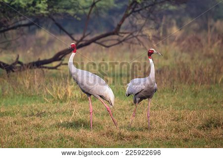 Sarus Cranes (grus Antigone) In Keoladeo Ghana National Park, Bharatpur, Rajasthan, India. Sarus Cra
