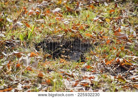 Vespula Vulgaris. Wasps Fly Into Their Nest. Mink With An Aspen Nest. Underground Wasps