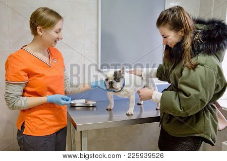 Veterinarian Checks The Eyes Of A Dog, Biomicroscopy. Veterinarian Ophthalmologist Doing Medical Pro