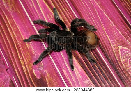 Spider Brachypelma Albopilosum In Natural Forest Environment.