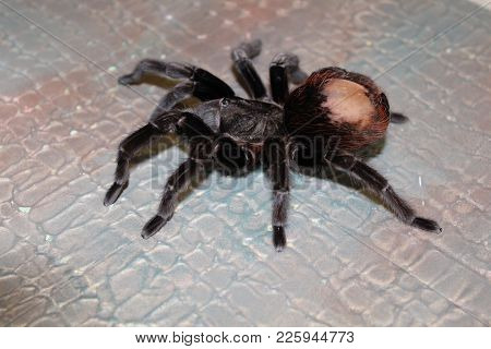 Spider Brachypelma Albopilosum In Natural Forest Environment.