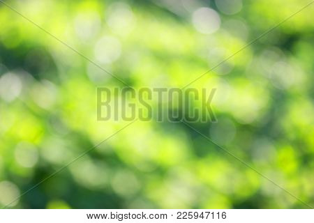 Grass Defocused Background