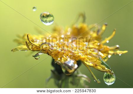 Waterdrops On A Yellow Flower ,morning Shot,image