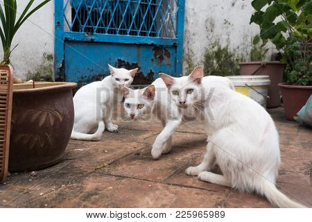 Three White Cats Sitting On Street. Two Of Them Has Heterochromia. Focus On Central Animal That Saw 