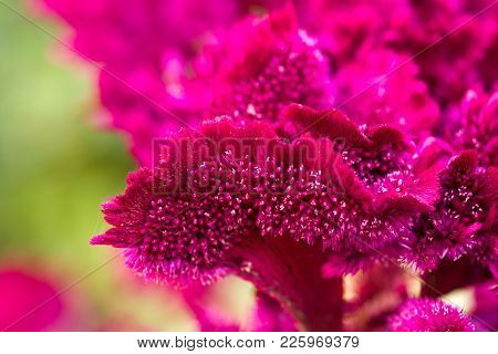 Red Velvet Flower In Nature . In The Park In Nature