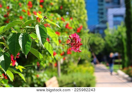 Red Flowers In The Park Near Sarona Matket In Tel Aviv Israel In The Autumn