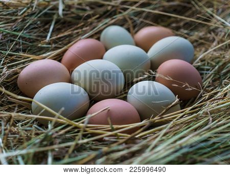 Fresh Rustic White-blue And Brown Chicken Eggs Of Araucan Chickens.