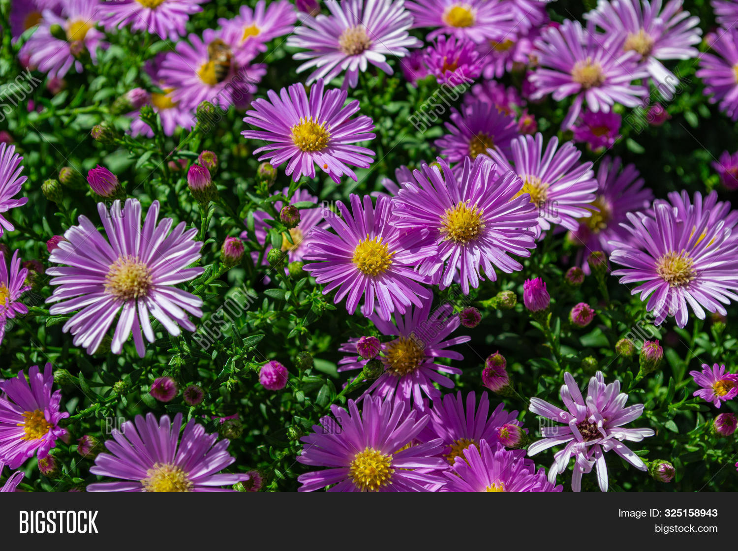 Chrysanthemums Image & Photo (Free Trial) Bigstock