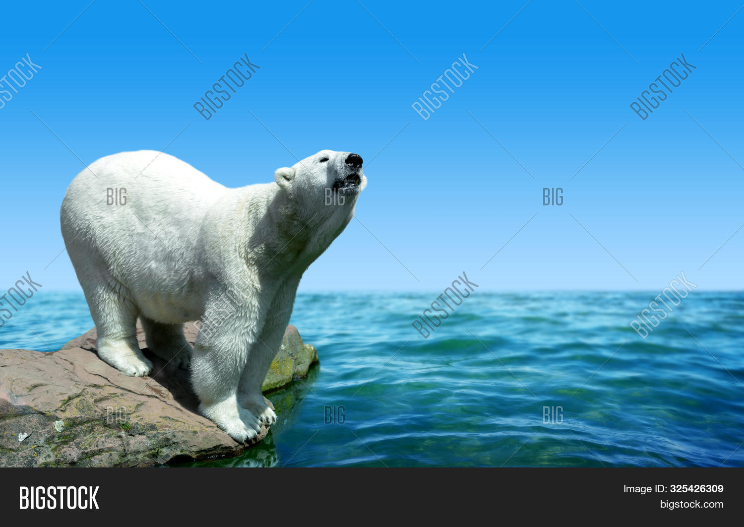 Polar Bear Stand On Image & Photo (Free Trial) | Bigstock