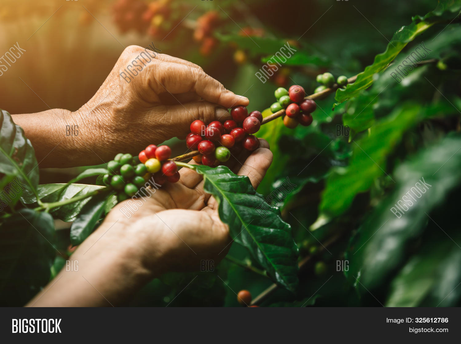 [coffee Berries] Close Image & Photo (Free Trial) Bigstock