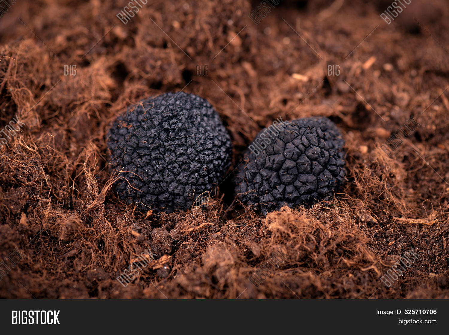 Black Truffle Ground. Image & Photo (Free Trial) Bigstock