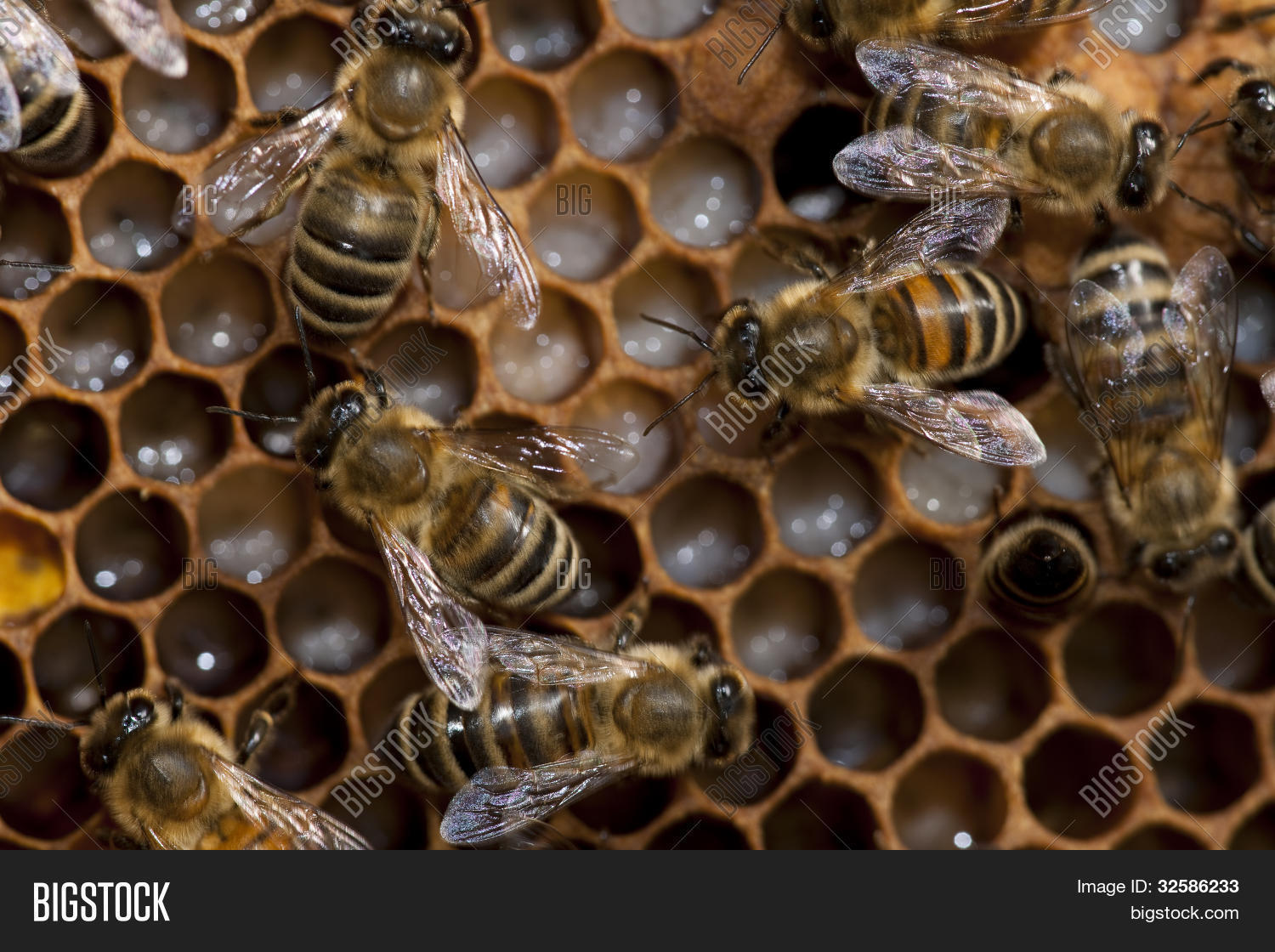 Caring Bees Bees Taking Care Bee- Image & Photo (Free Trial) | Bigstock
