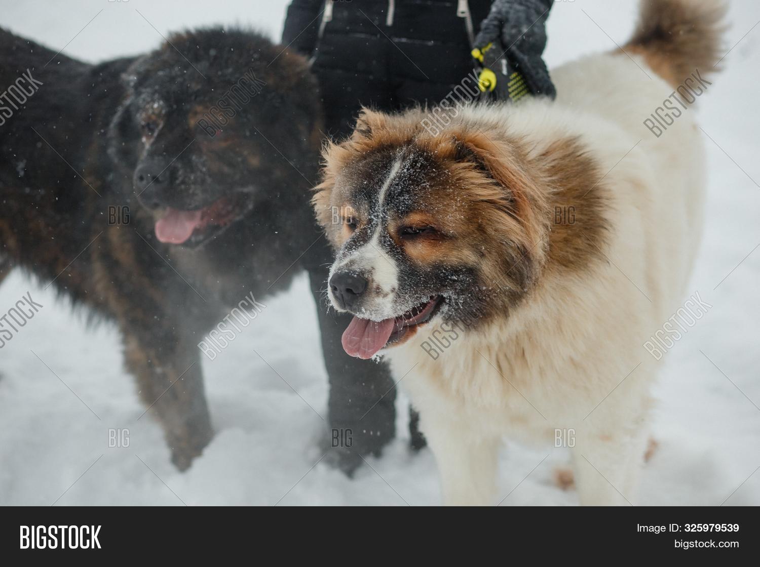 Кавказская овчарка зкс. Кавказская овчарка нукер. Цезарь овчарка братск. Дудусик. Кавказская овчарка большая злая.