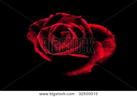 Rosa vermelha em preto
