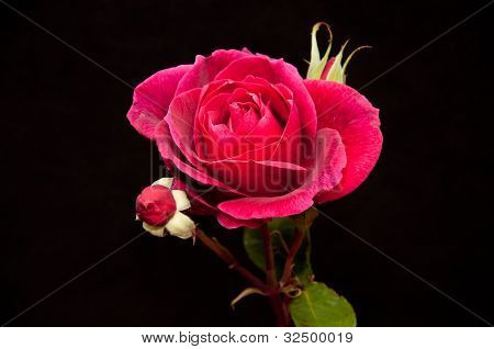 Rose em preto