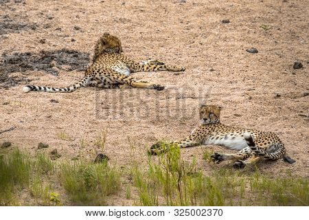 Two Cheetah (acinonyx Jubatus)  Juvenile Animal Resting In Sandy River Bed In Kruger National Park, 