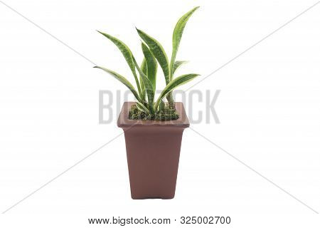 Snake Plant / Sansevieria A Potted Plant Isolated On White Background With Clipping Path. Houseplant