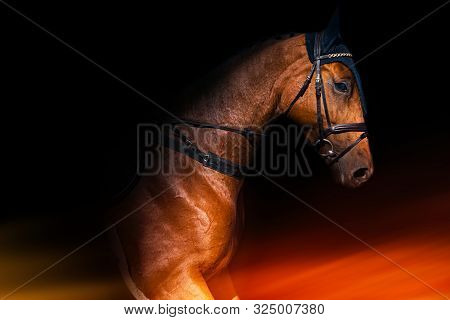 Brown Horse Black Background . Riding Horse With Bridle .  Champion Horses
