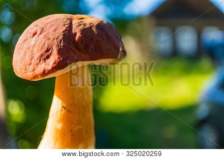 White Mushroom (bolétus Edúlis) Close-up. Soft Focus, Shallow Depth Of Field.