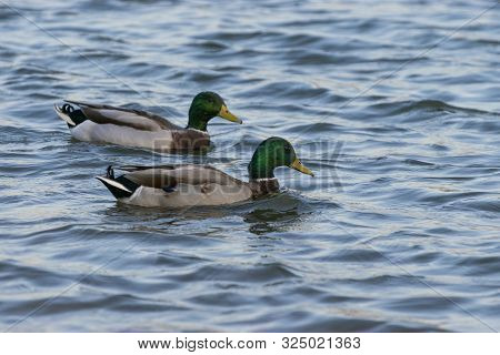 A Pair Of Male Mallard Ducks With Beautiful, Iridescent Green Feathers On Their Heads Swimming Side 