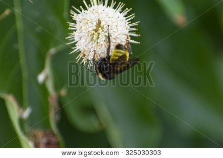 A Fuzzy, Black And Yellow Bumblebee Crawling Upside Down Over The White Spikes Of A Common Buttonbus