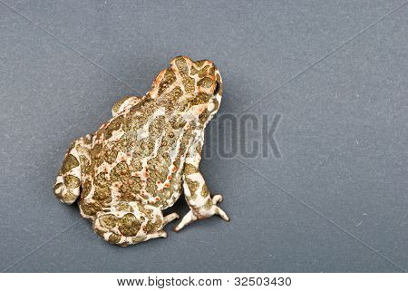 Bufo viridis. Grønne tudse på grå baggrund. Studio skud.