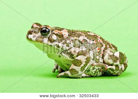 Bufo viridis. Grønne tudse på grøn baggrund. Studio makro skud.