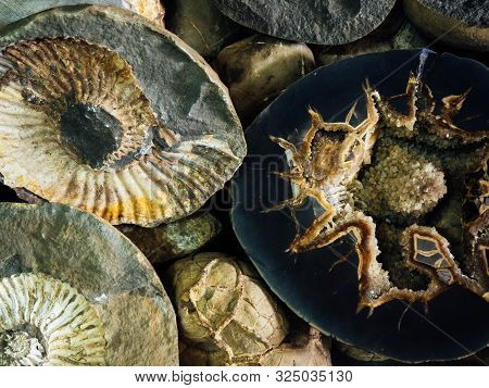 Ancient Local Shell Shell Ancient Shell Image & Photo (Free Trial) | Bigstock
