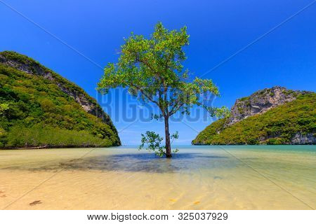 Alone mangrove tree growing in the sea, Ko Phaluai island, Thailand