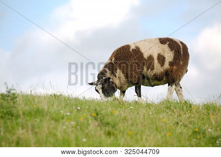 Male sheep grazing on a fresh green meadow