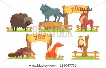 Animals In The Zoo Set, Bison, Wolf, Deer, Ant Eater, Fox, Owl Vector Illustration