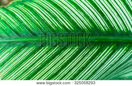 Closeup Green Leaf Nature For Background . Greenery Tree Leaves.