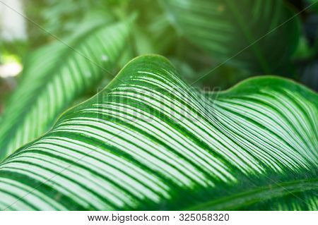 Closeup Green Leaf Nature For Background . Greenery Tree Leaves.