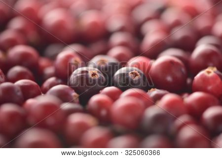 Two Maroon Cranberries (oxycoccus) Are On The Blurred Berry Background.
