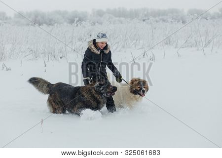 Cheerful Young Woman Having Fun With Caucasian Shepherd Dogs On Snow-covered Field In Frosty Winter 