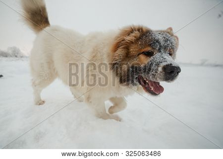 Playful Young Caucasian Shepherd Dog Having Fun On Snow-covered Field In Frosty Winter Day