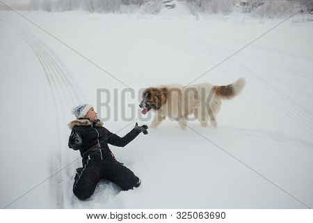 Cheerful Young Woman Having Fun With Caucasian Shepherd Dogs On Snow-covered Field In Frosty Winter 