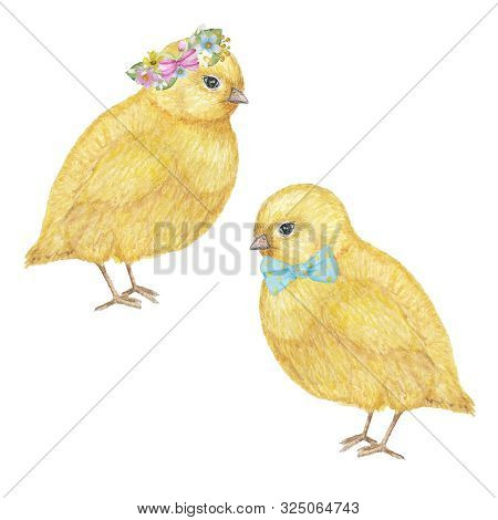 Watercolor Hand Drawn Yellow Chiken Couple. Colorful Easter Bird On White Background Set. Cute Holid