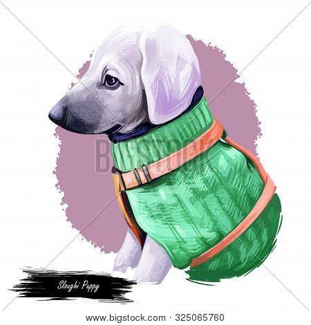 Sloughi Dog Hound Originated From Africa Digital Art. Watercolor Portrait Of African Pet With Short 