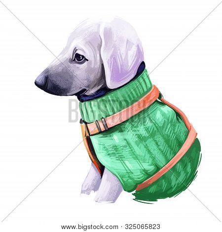 Sloughi Dog Hound Originated From Africa Digital Art. Watercolor Portrait Of African Pet With Short 