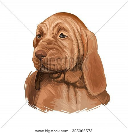 Southern Hound With Haired Coat, Purebred Animal Digital Art. Animalistic Watercolor Portrait Closeu