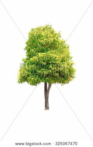 Closeup  Bullet Wood (mimusops Elengi Linn) Tree Isolated On White Background
