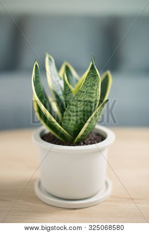 Snake Plant On Gray Pot, Air Purifying Plants